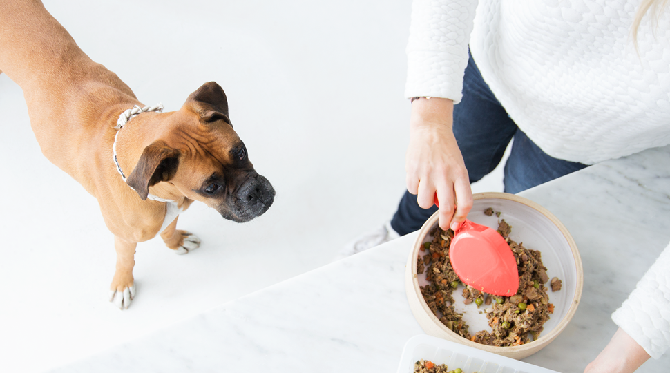 Ollie, il (super) food delivery per cani - MangiaeBevi